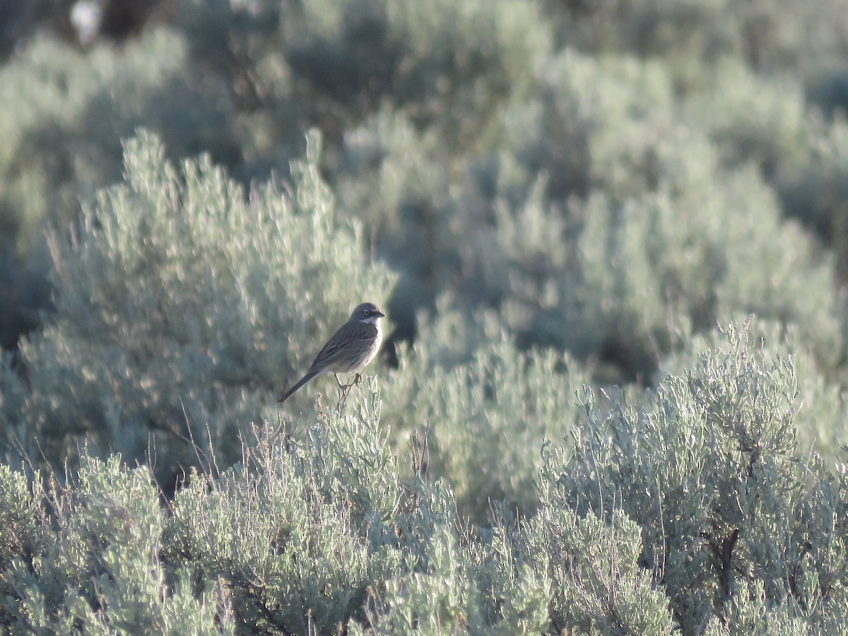 Sagebrush Sparrow - ML595093661