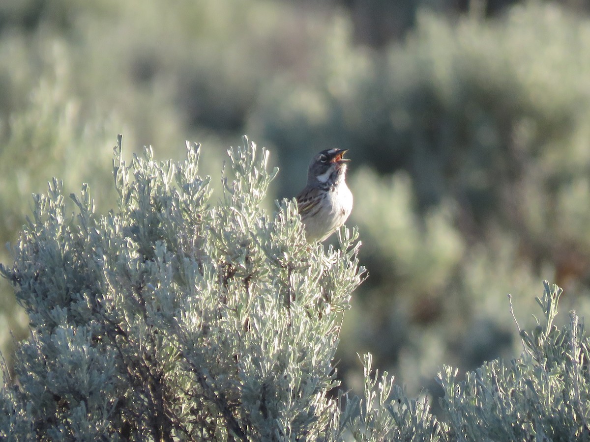 Sagebrush Sparrow - Curtis Mahon