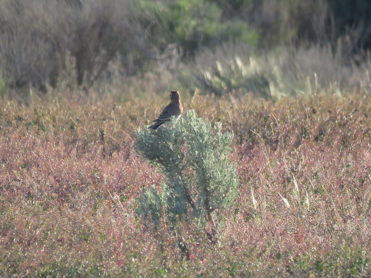 Horned Lark - ML595093711