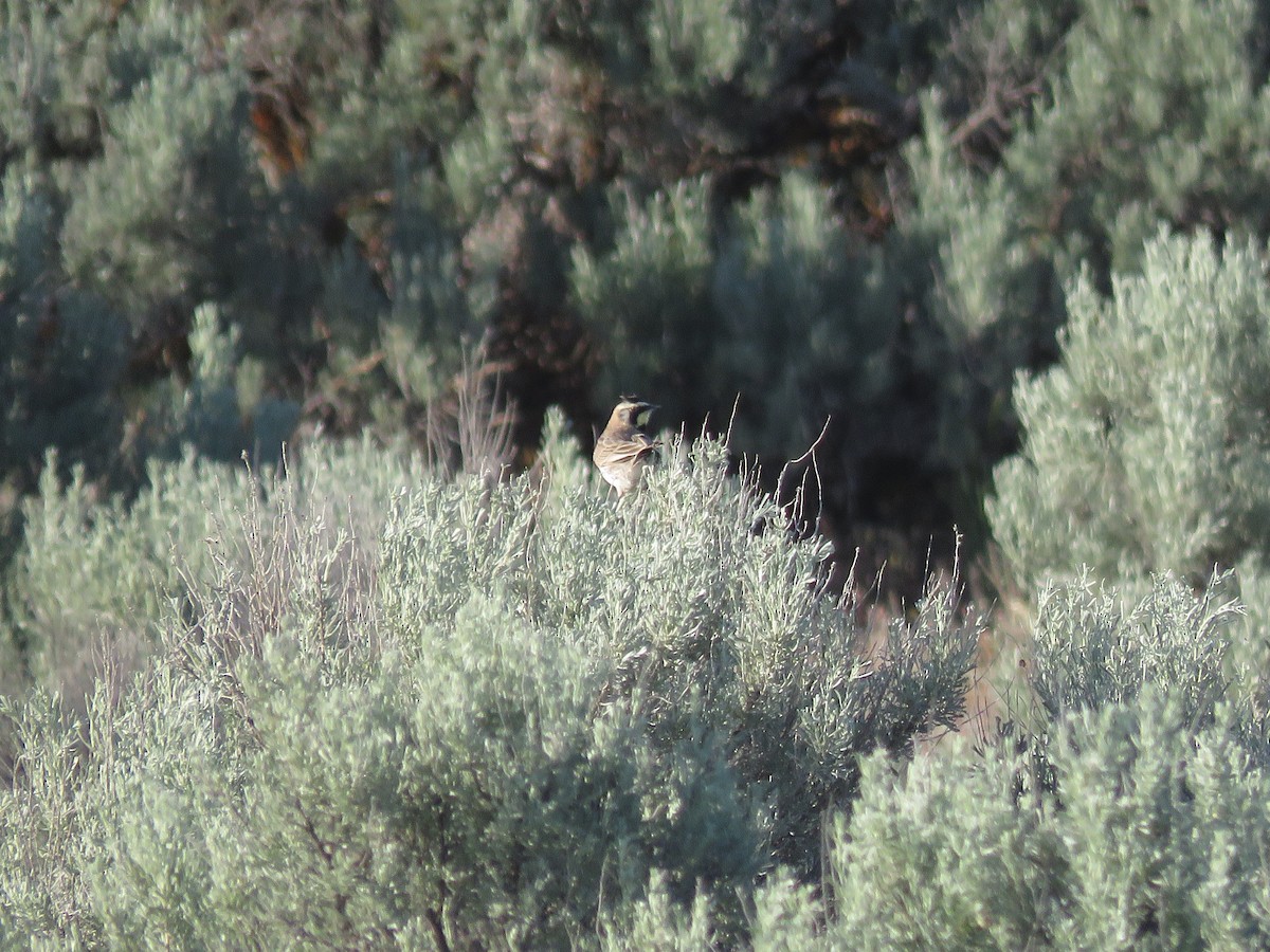 Horned Lark - ML595093731