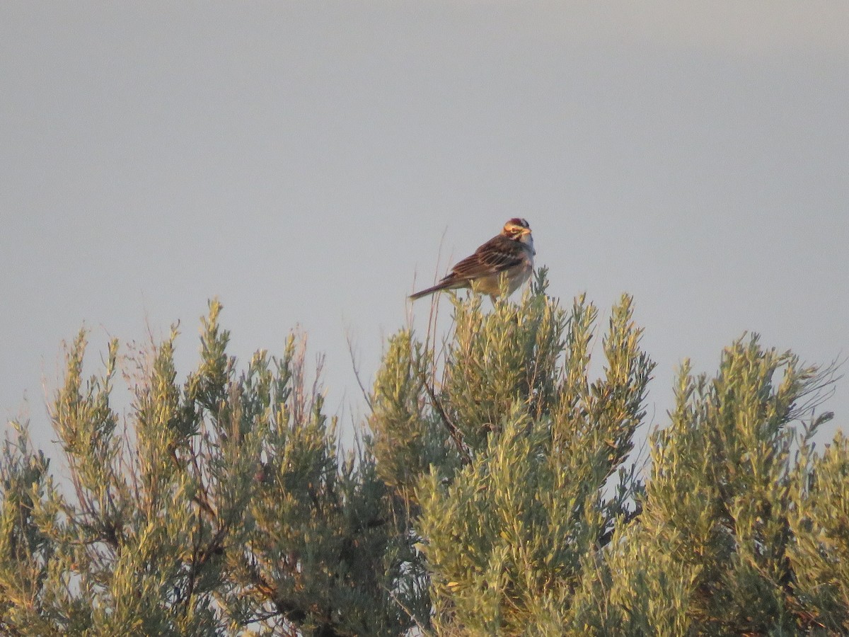 Lark Sparrow - ML595093921