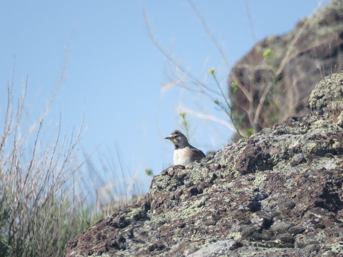 Horned Lark - Curtis Mahon