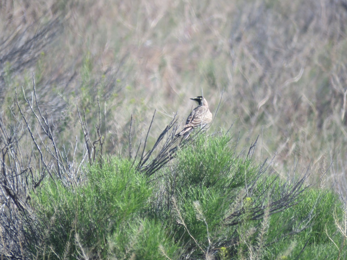 Horned Lark - ML595094011