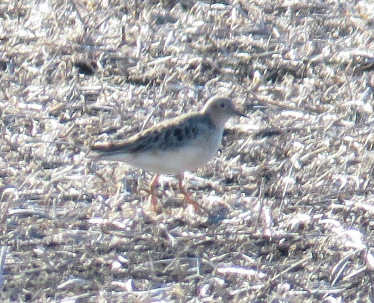 Buff-breasted Sandpiper - ML59509511