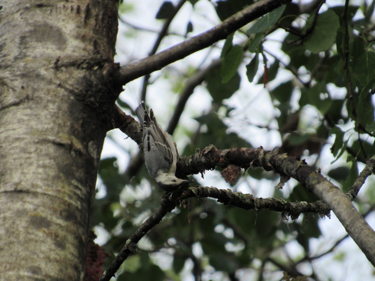 White-breasted Nuthatch - ML595095471