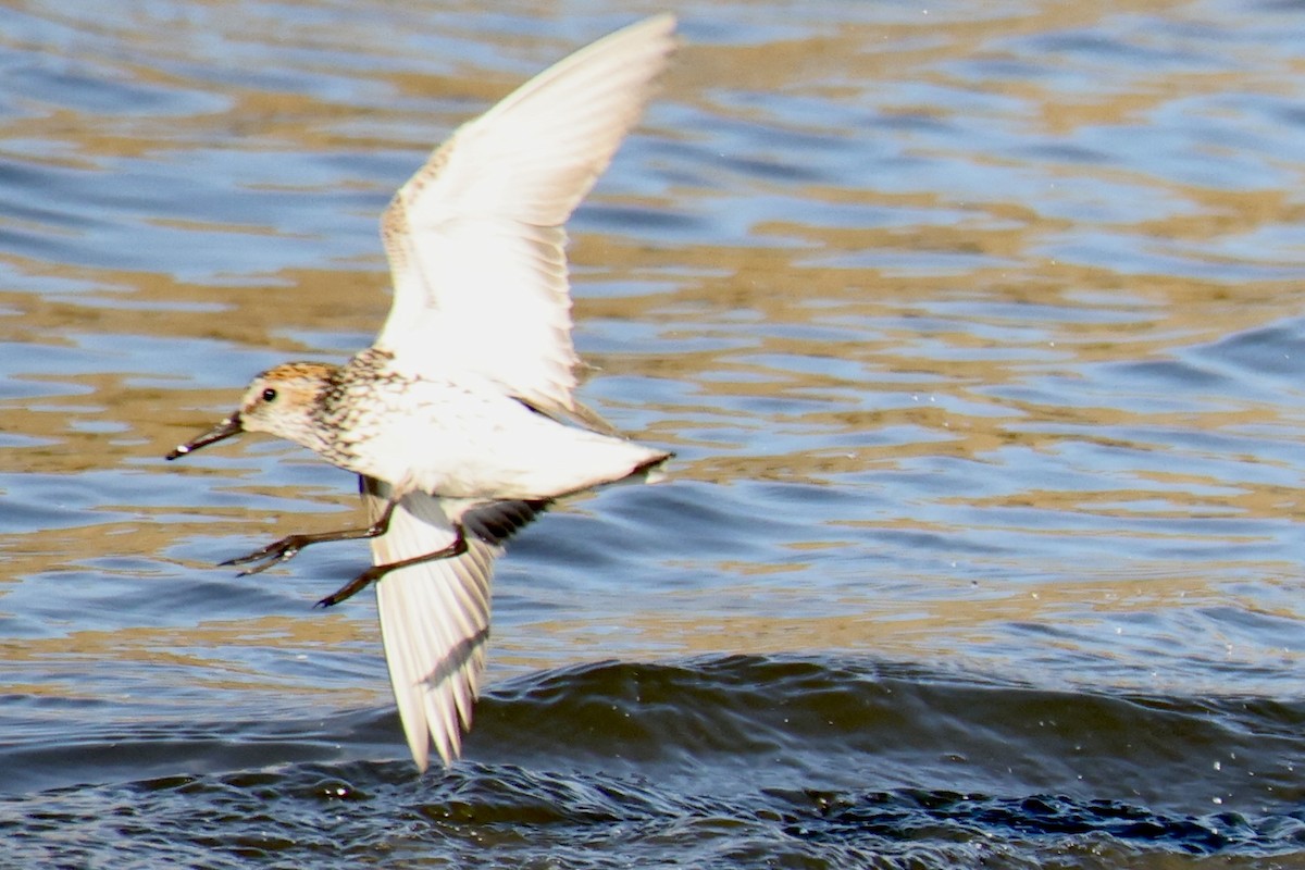 Western Sandpiper - ML595095511