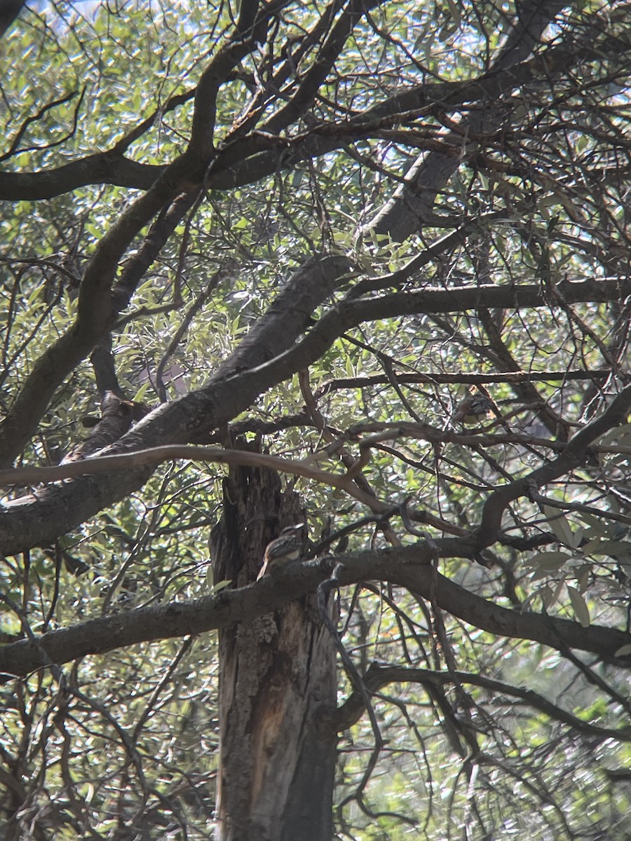 Sulphur-bellied Flycatcher - ML595095651