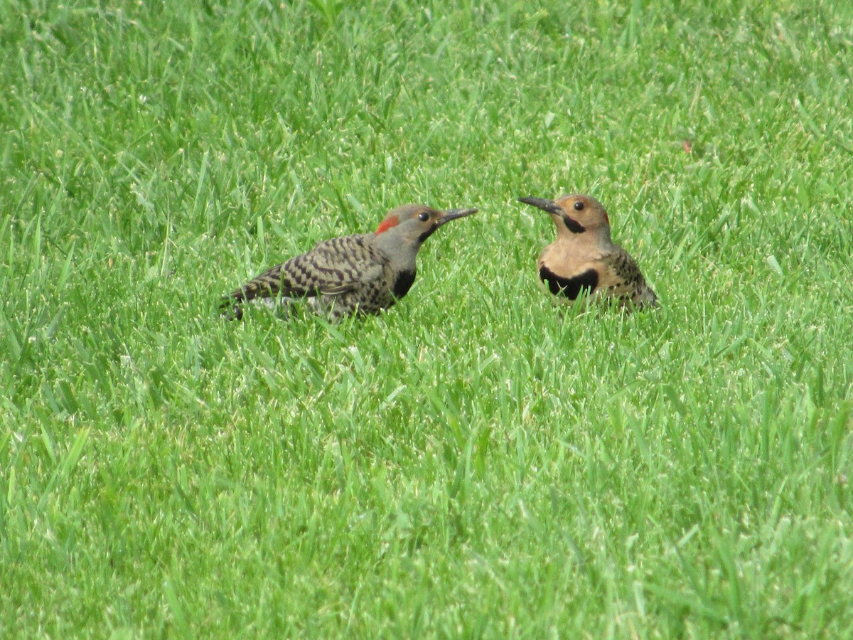 Northern Flicker (Yellow-shafted) - ML595096011