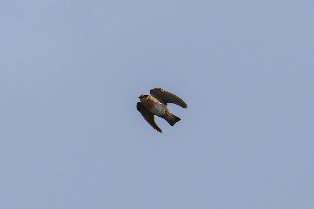 Cave Swallow (Caribbean) - Anthony Macchiarola