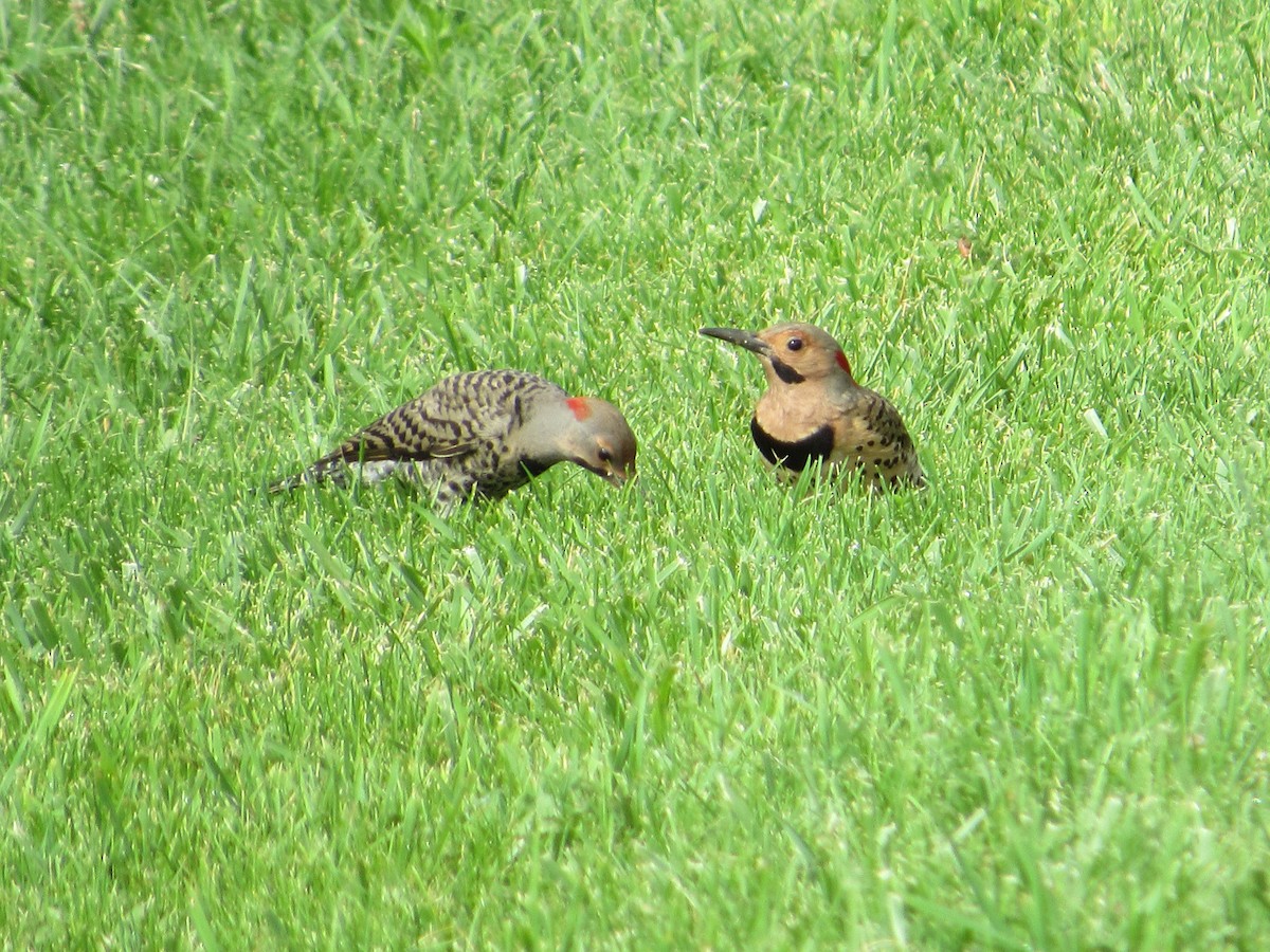 Northern Flicker (Yellow-shafted) - ML595096041