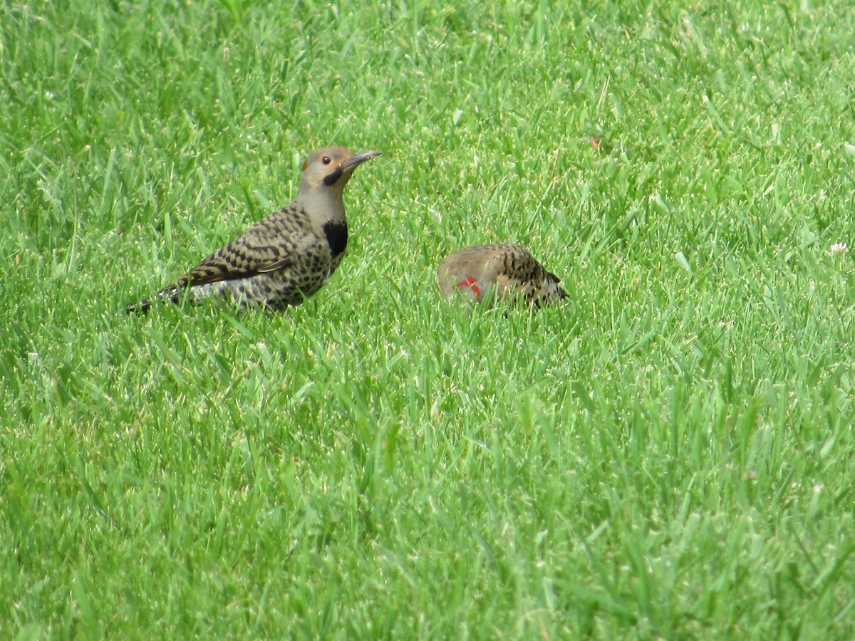 Northern Flicker (Yellow-shafted) - ML595096091