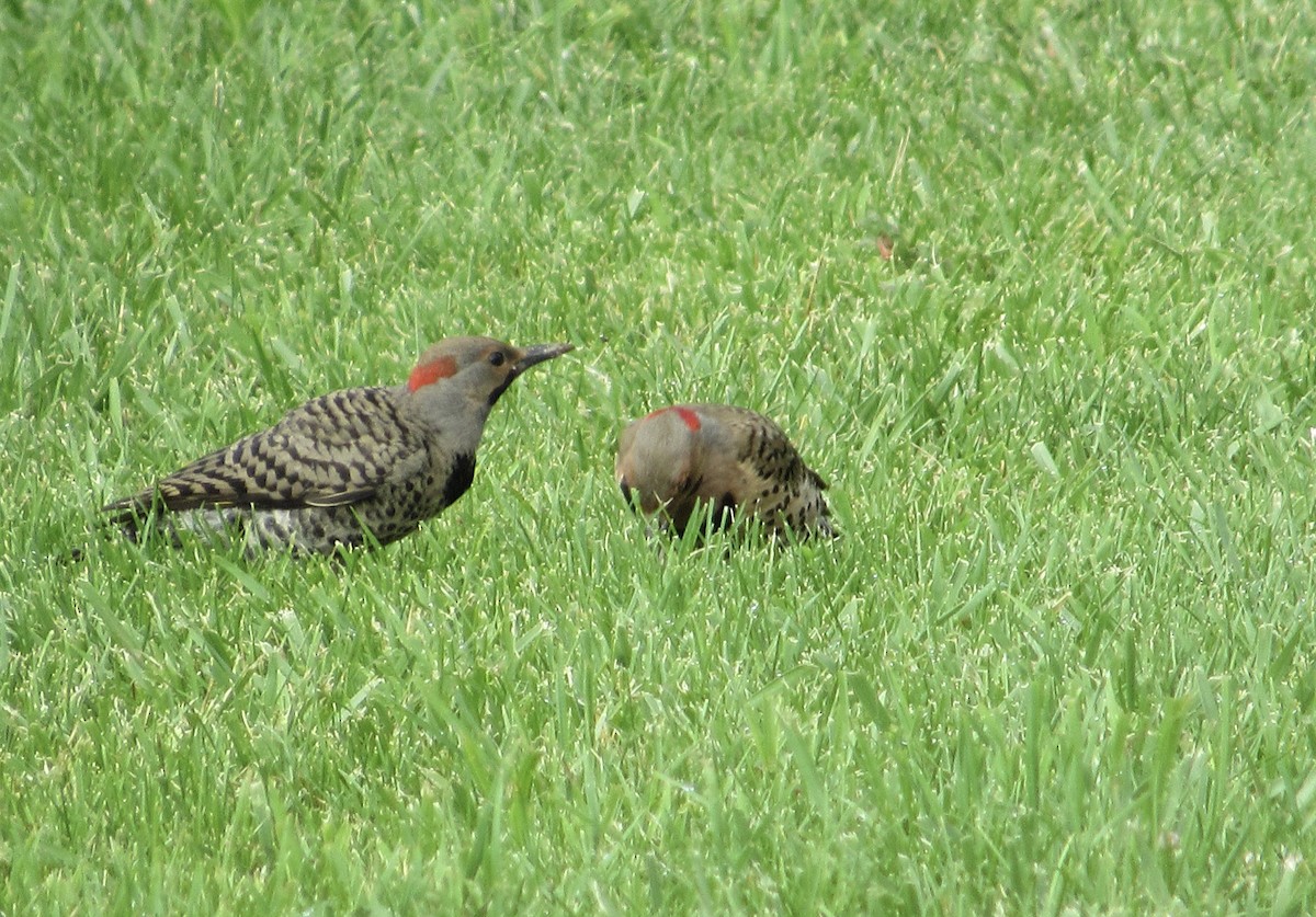 Northern Flicker (Yellow-shafted) - ML595096181