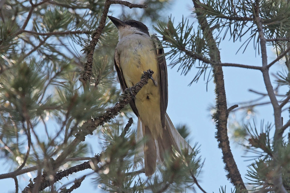 Dickschnabel-Königstyrann - ML595096191