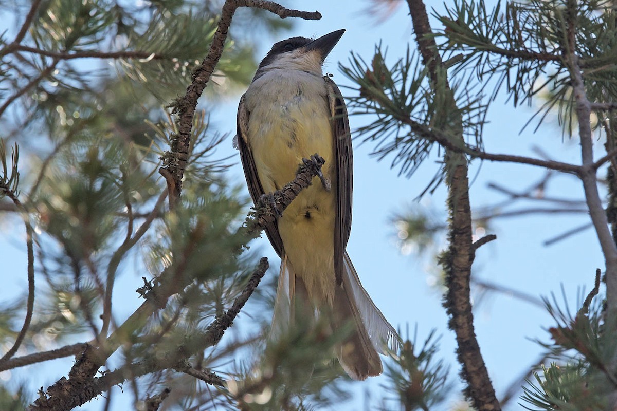 Dickschnabel-Königstyrann - ML595096201