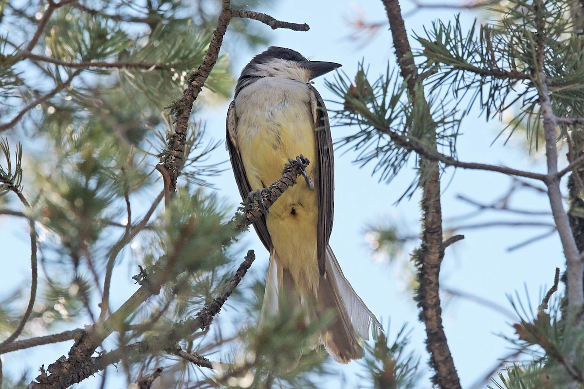 Thick-billed Kingbird - ML595096211