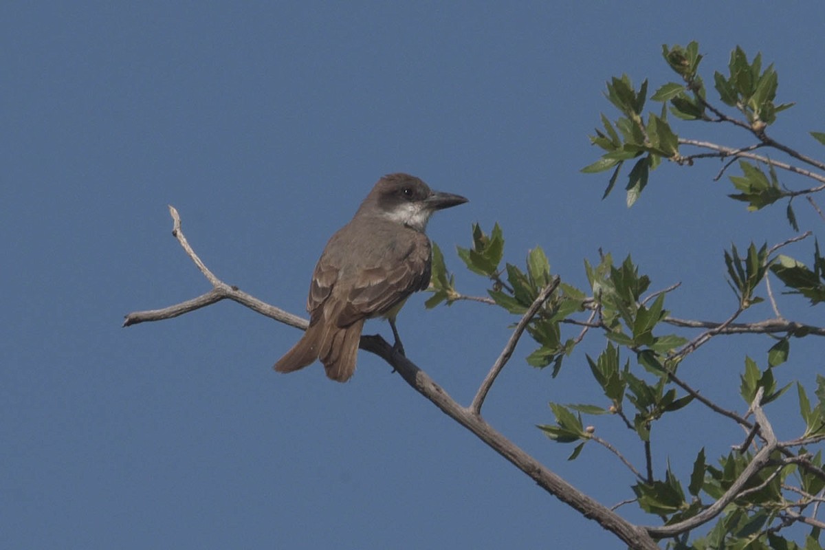 Thick-billed Kingbird - ML595096221