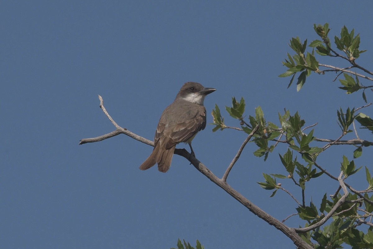 Dickschnabel-Königstyrann - ML595096231