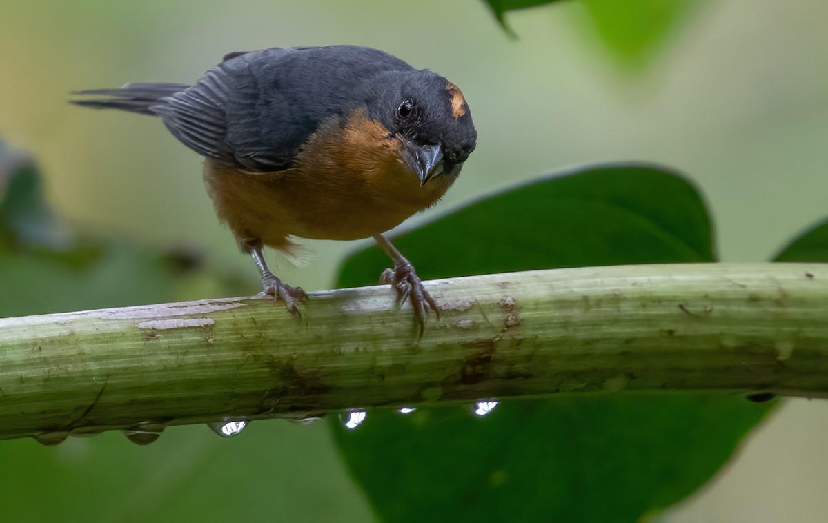 Rufous-crested Tanager - George Armistead | Hillstar Nature