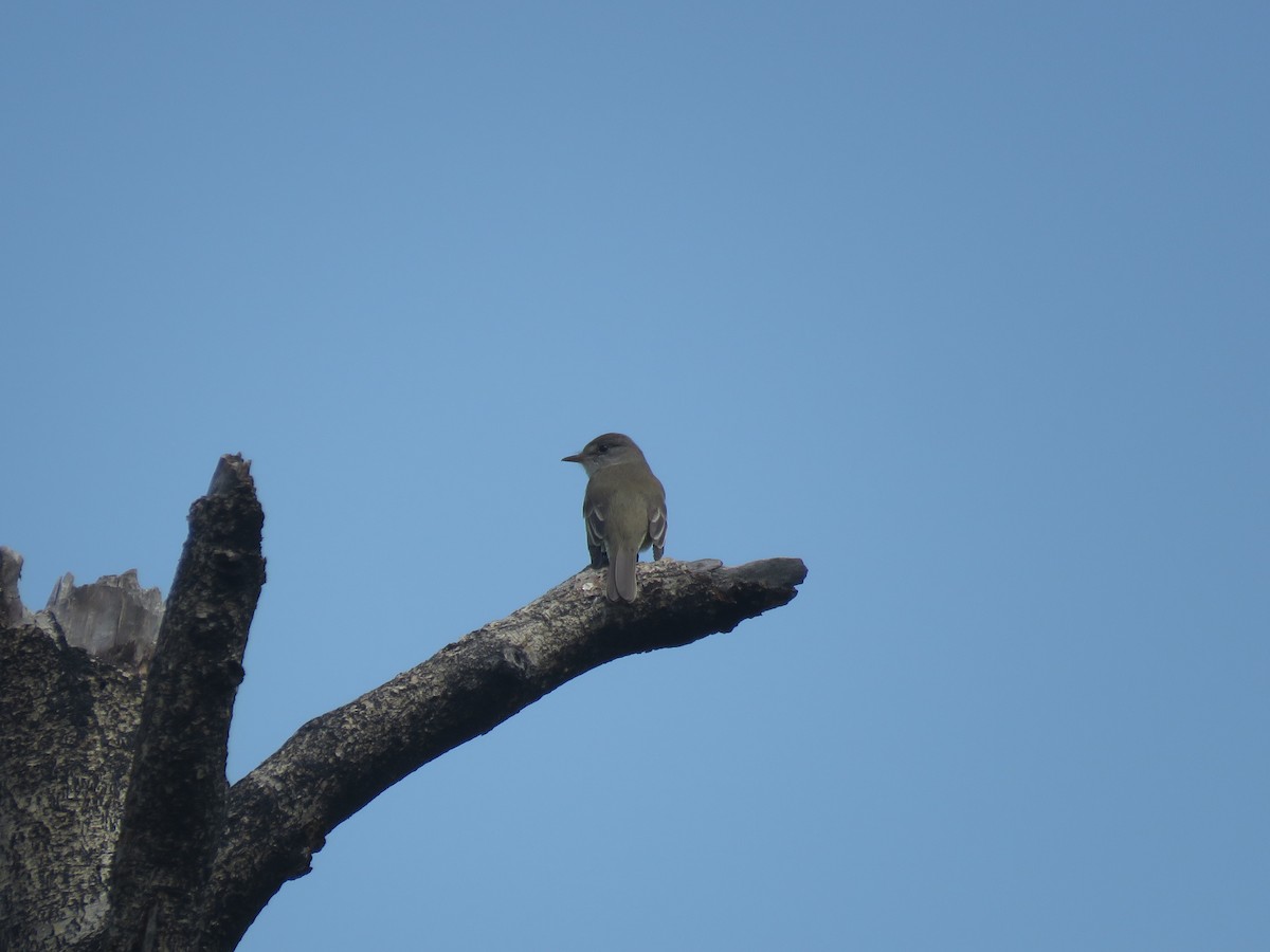 Alder Flycatcher - Curtis Mahon