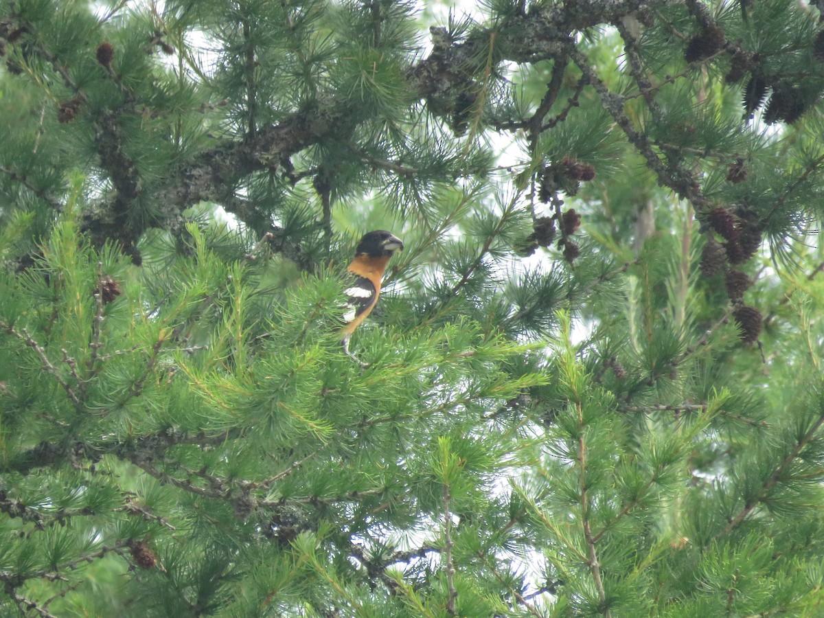 Black-headed Grosbeak - ML595098201