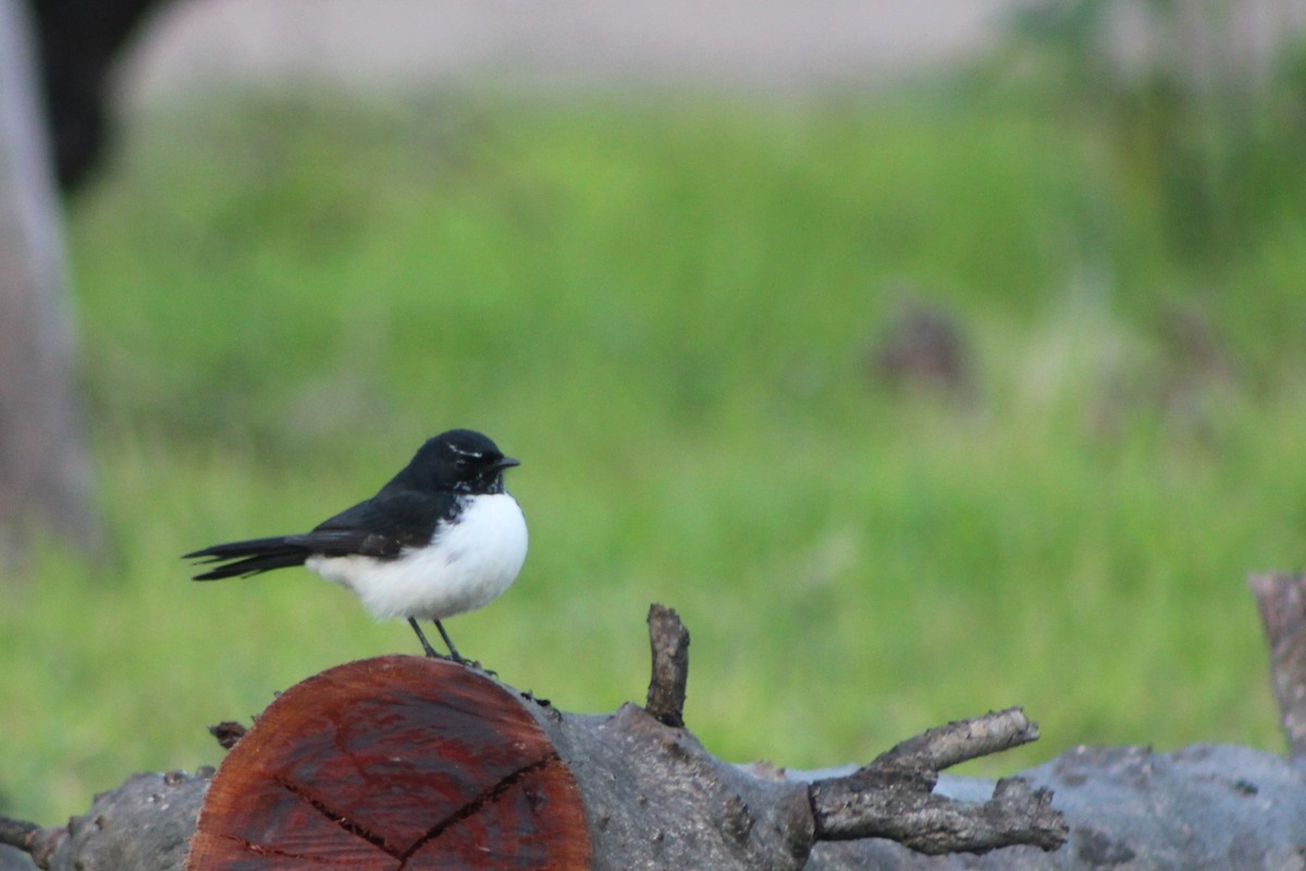Willie-wagtail - ML59510001