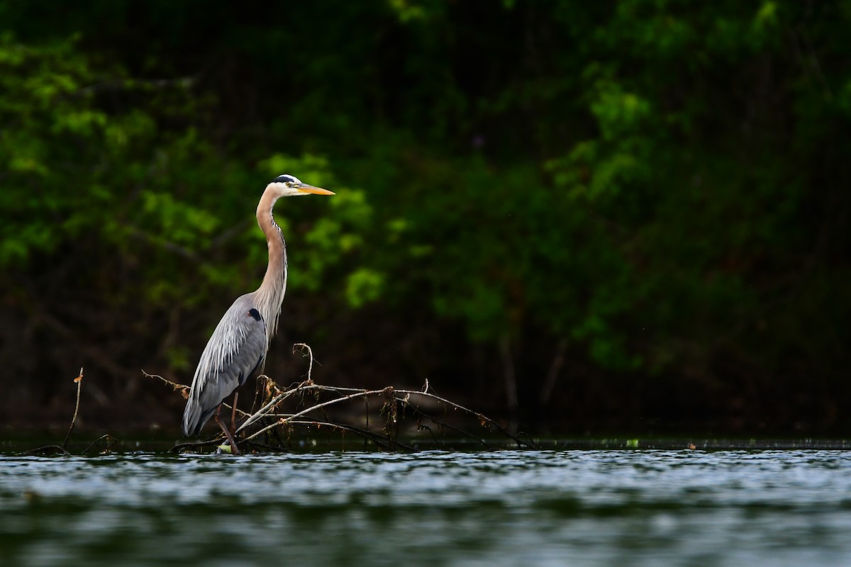 Great Blue Heron - ML595100221