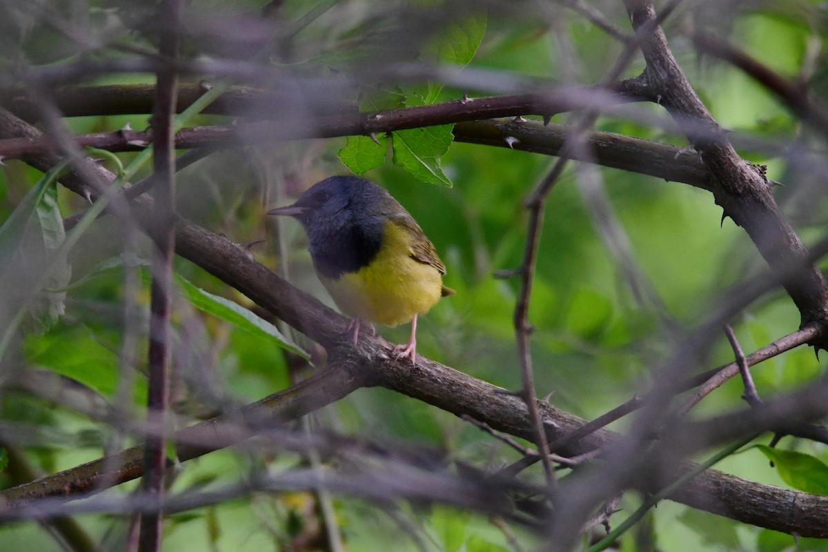 Mourning Warbler - ML595100271