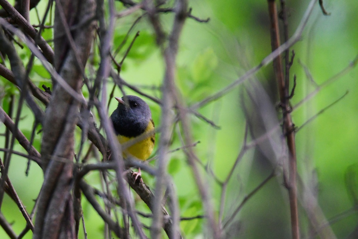 Mourning Warbler - ML595100281