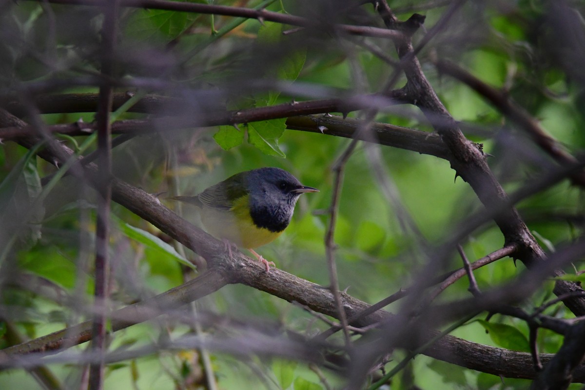 Mourning Warbler - ML595100291