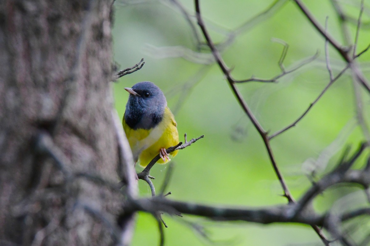 Mourning Warbler - ML595100301