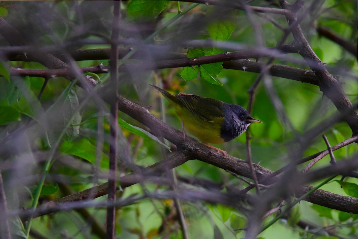 Mourning Warbler - ML595100311