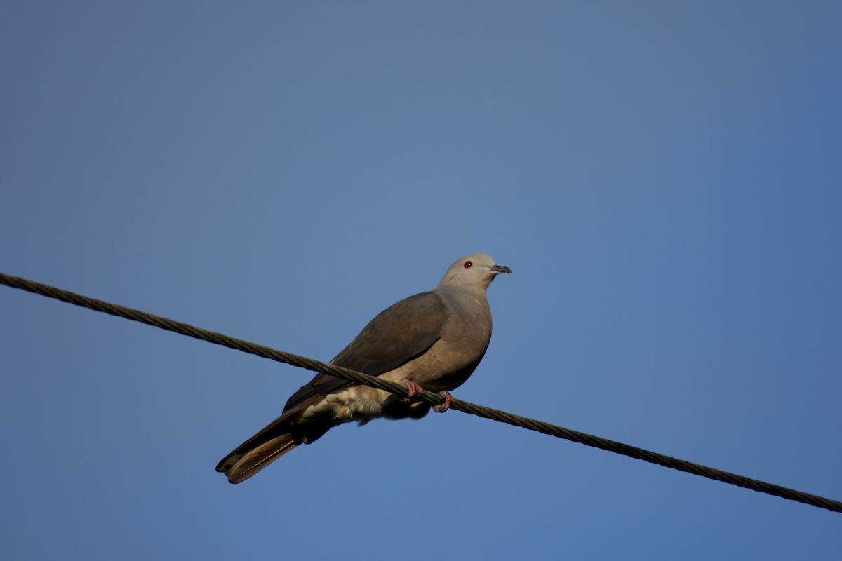 Peale's Imperial-Pigeon - Johan Bergkvist