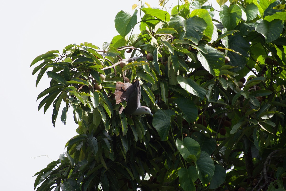 Peale's Imperial-Pigeon - ML595100481