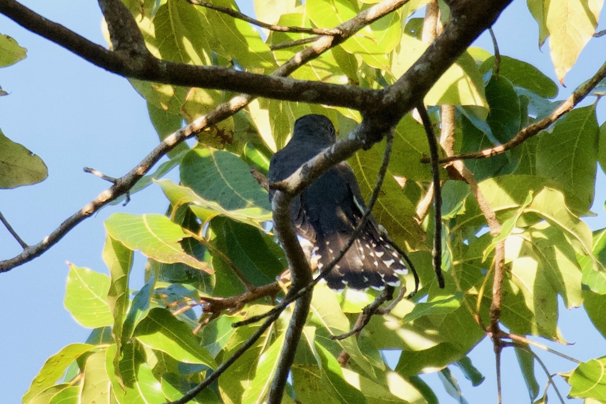 Fan-tailed Cuckoo - ML595100721