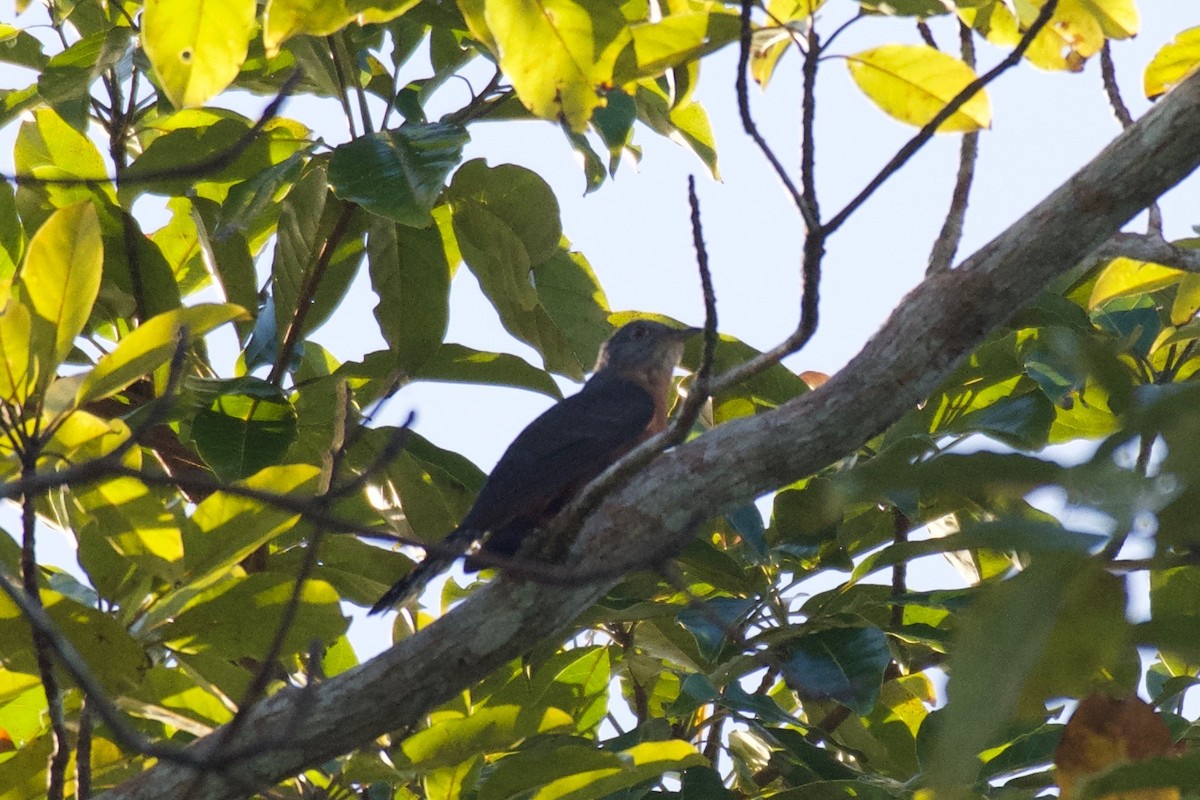 Fan-tailed Cuckoo - ML595100731