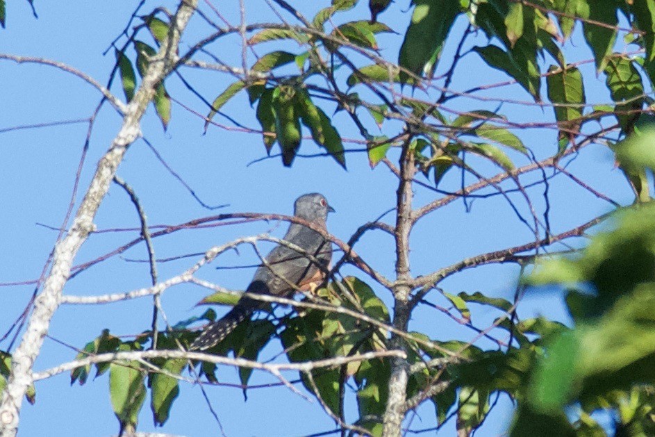 Fan-tailed Cuckoo - ML595100741