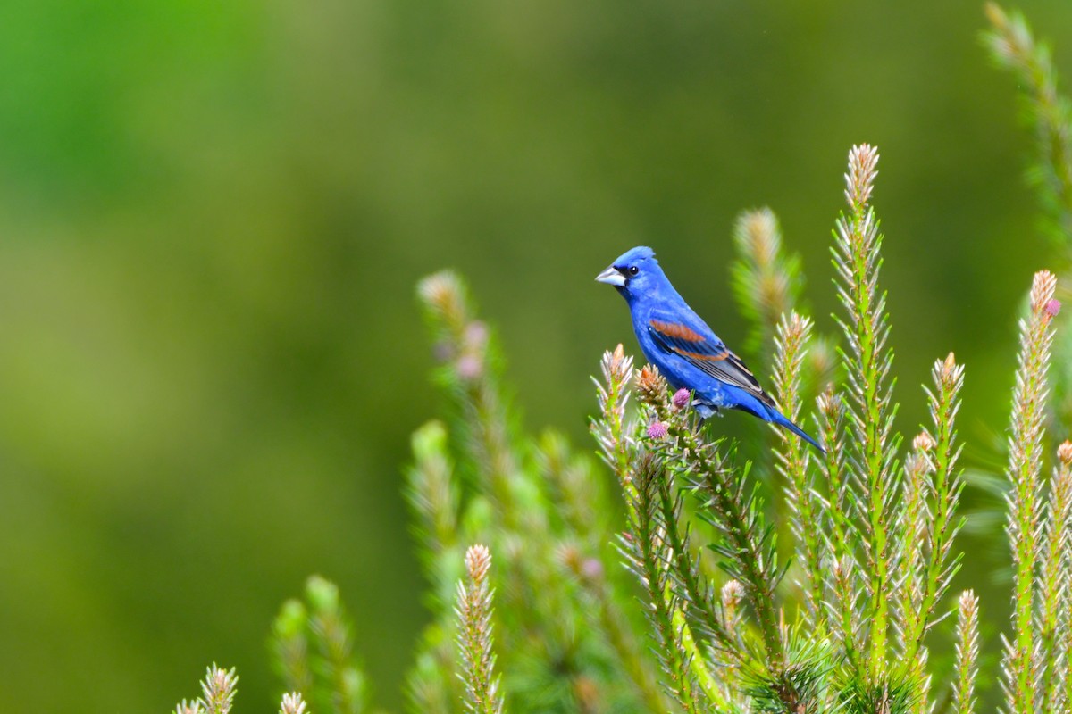 Blue Grosbeak - ML595103031