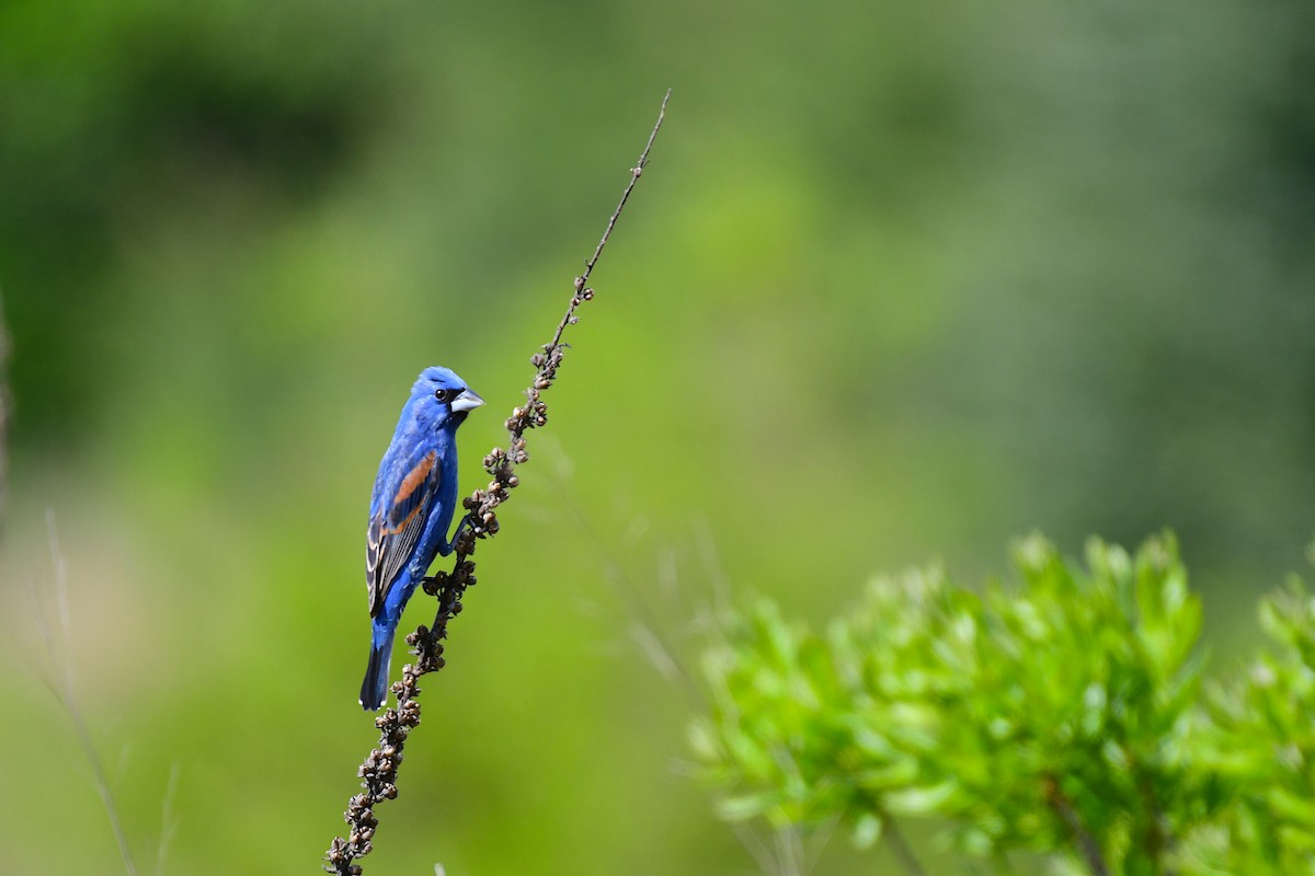 Blue Grosbeak - Chaiby Leiman