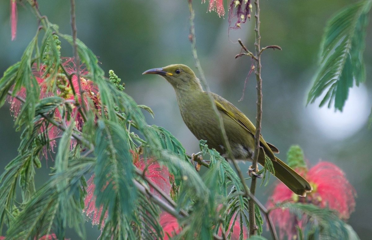 Duetting Giant-Honeyeater - ML595103071