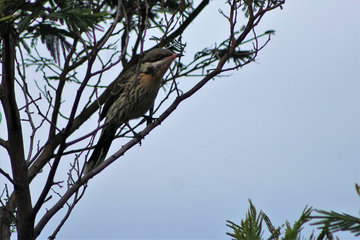 Spiny-cheeked Honeyeater - ML59510311