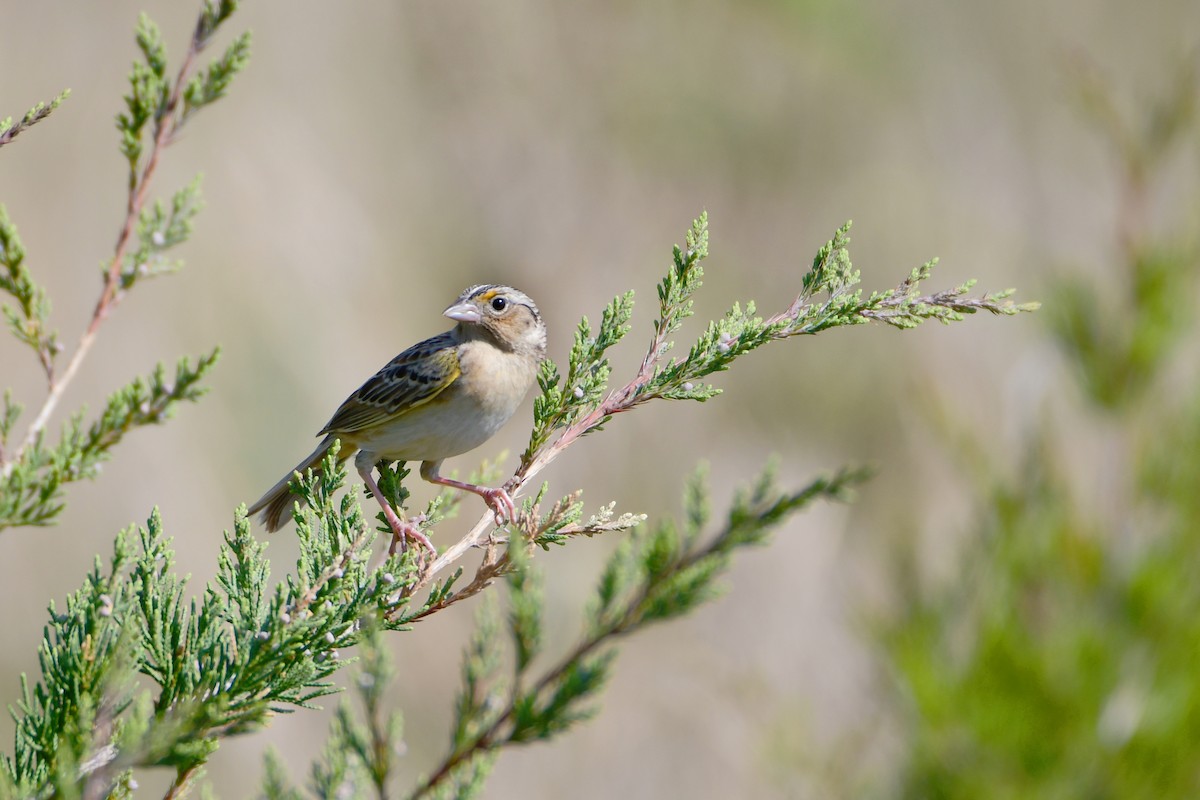 Grasshopper Sparrow - Chaiby Leiman