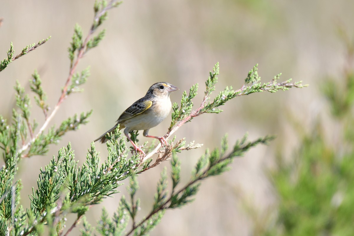 Grasshopper Sparrow - ML595103221