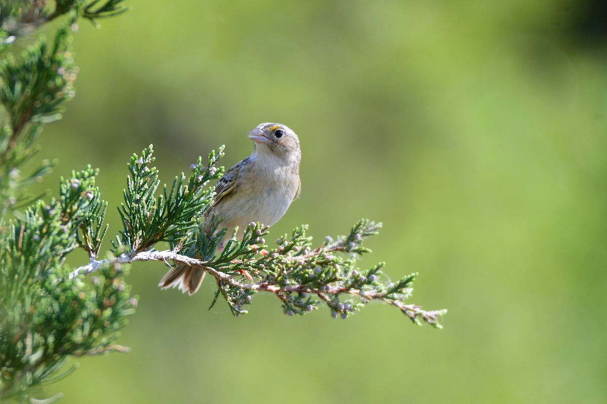 Grasshopper Sparrow - ML595103231