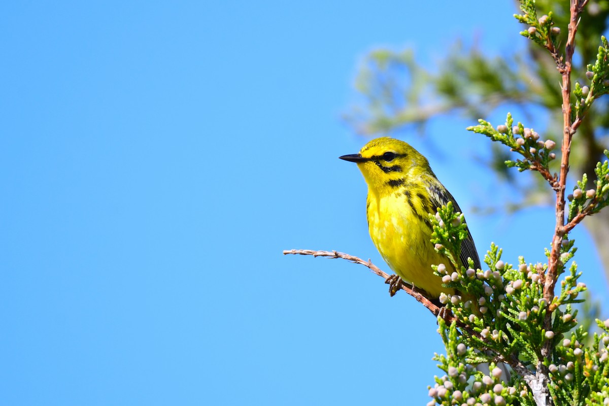 Prairie Warbler - Chaiby Leiman