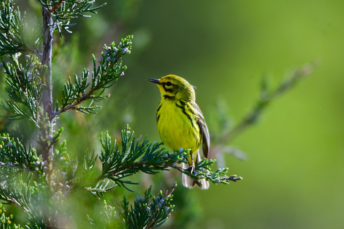 Prairie Warbler - Chaiby Leiman