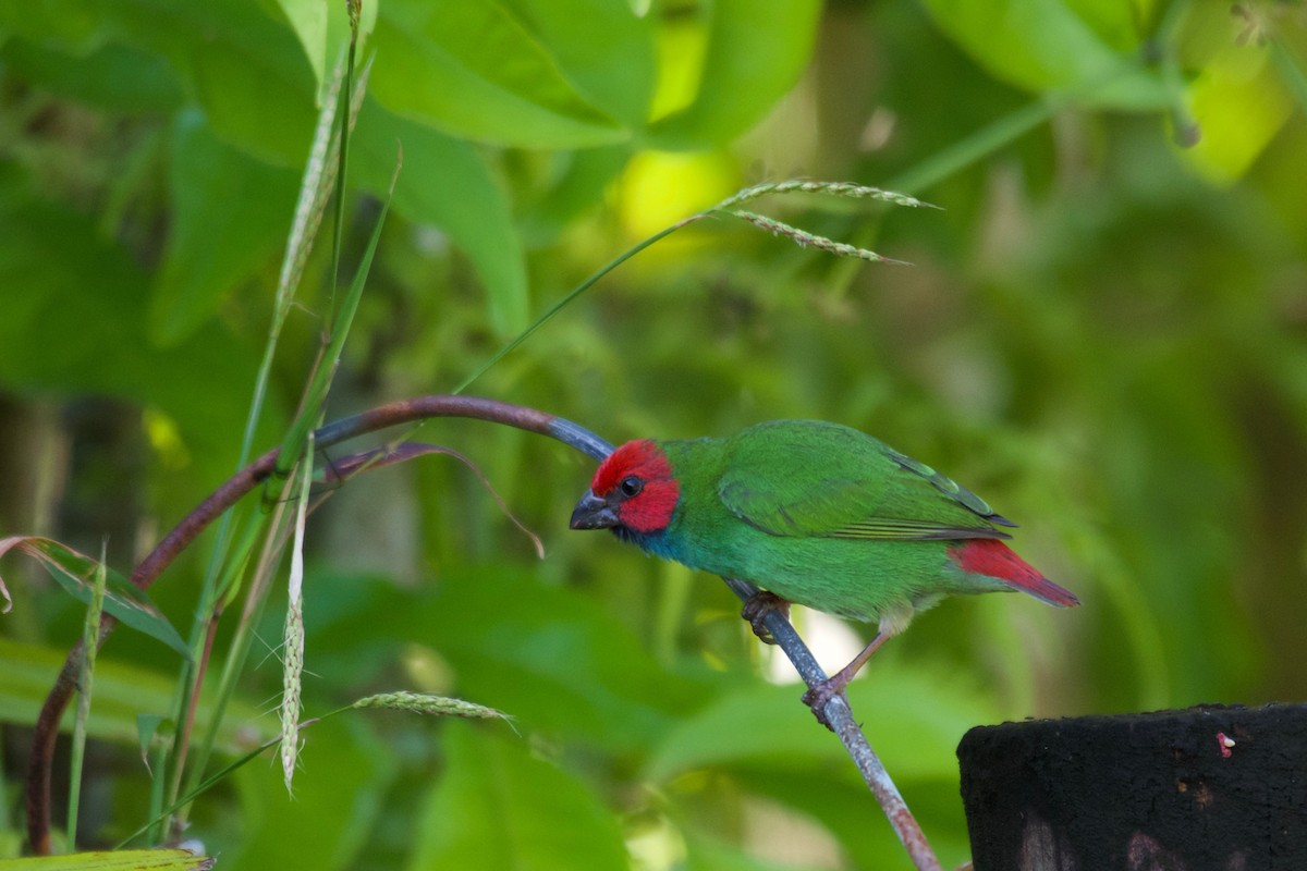 Fiji Papağan İspinozu - ML595104221
