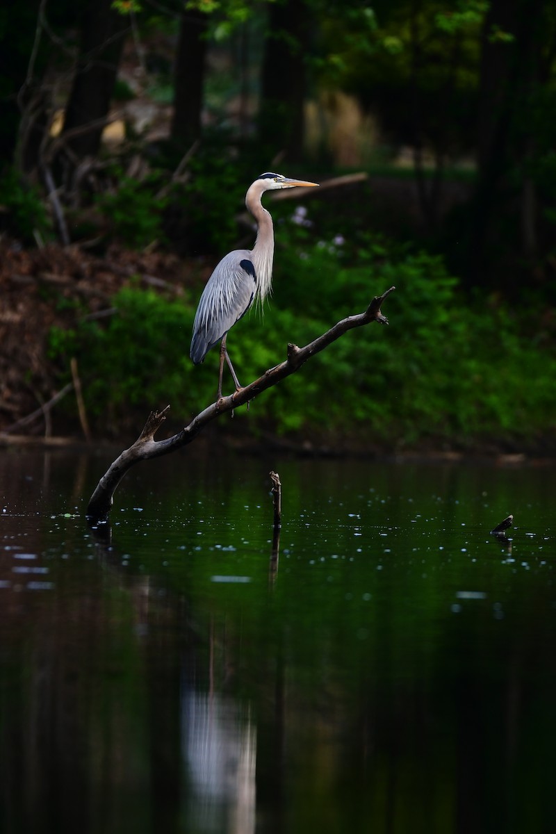 Great Blue Heron - ML595104721
