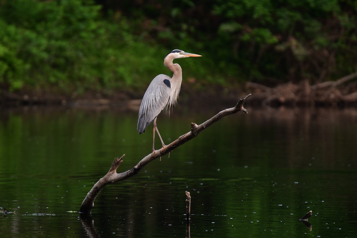 Great Blue Heron - ML595104731