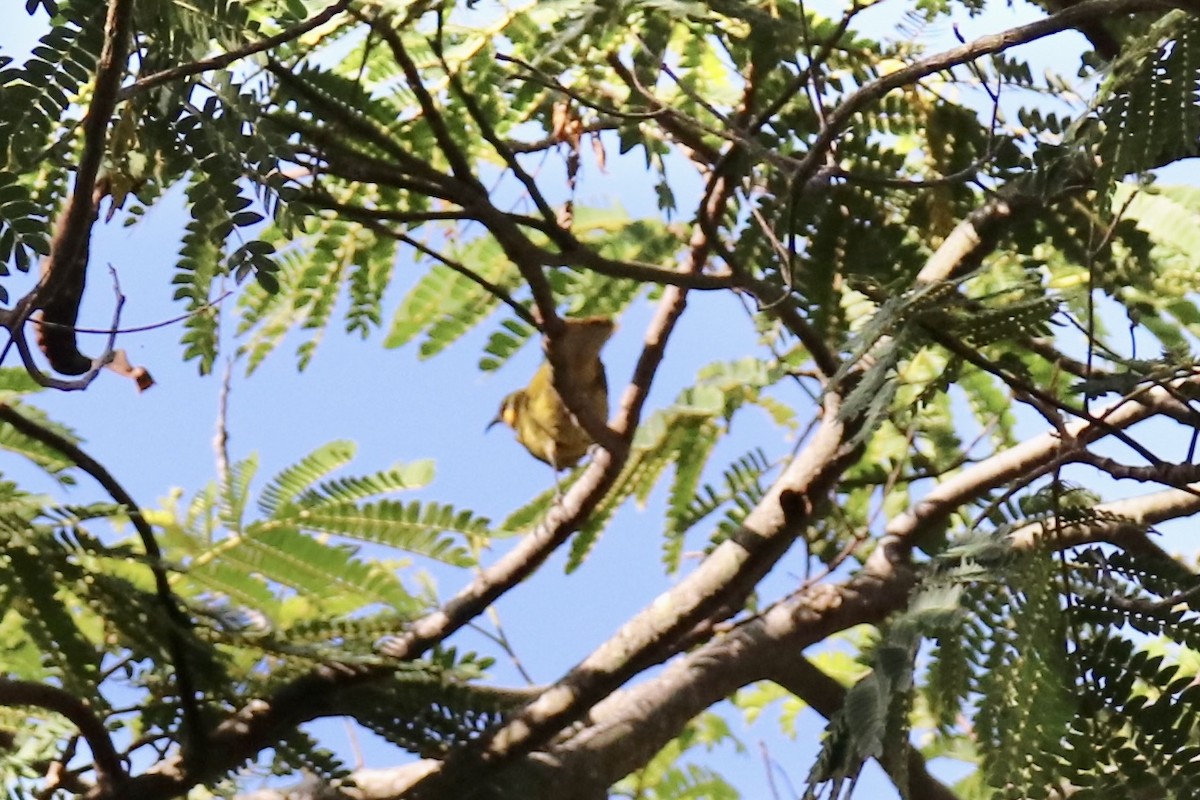 Yellow-eared Honeyeater - ML595105631