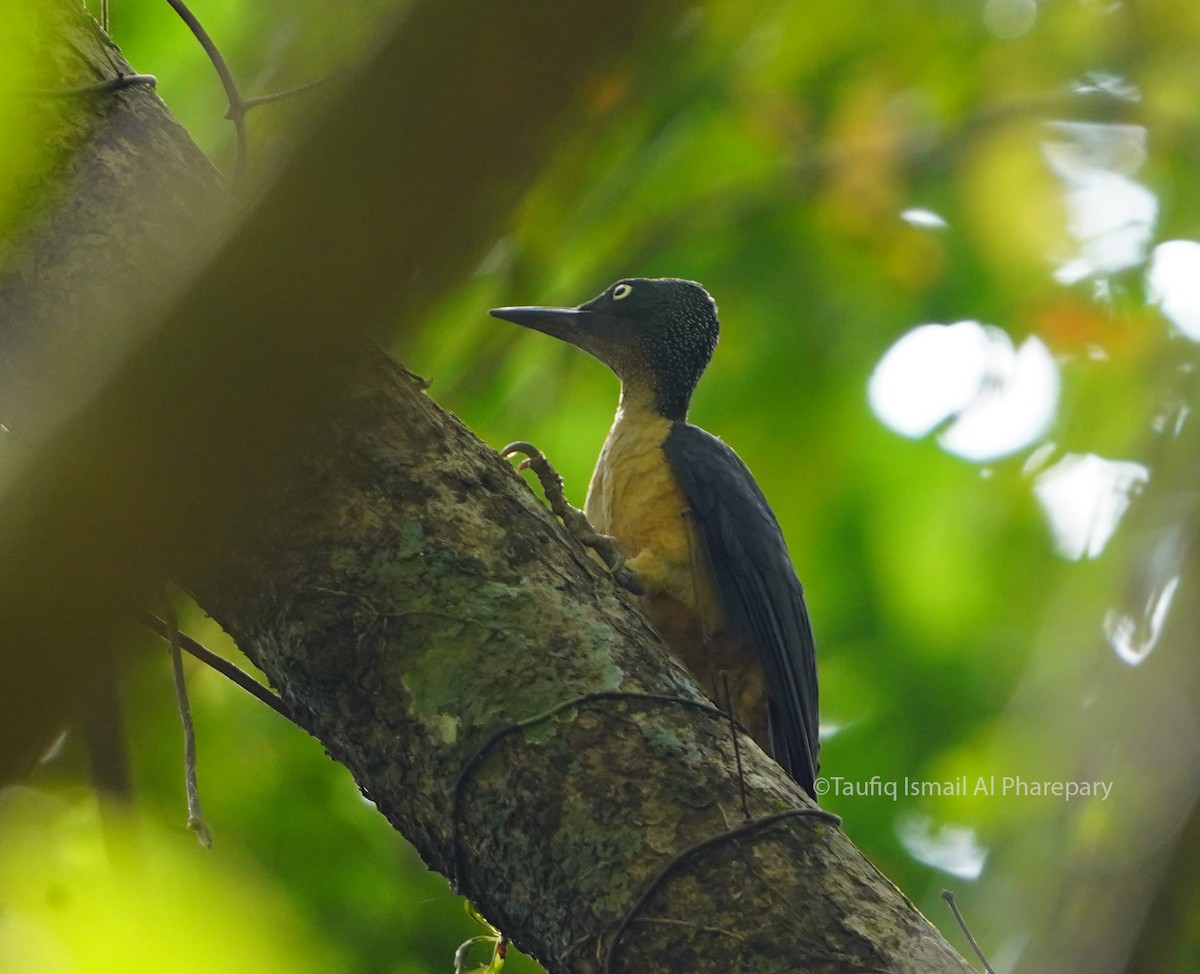 Ashy Woodpecker - ML595106641